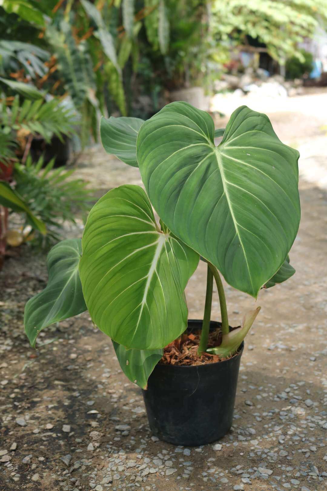 Philodendron Gloriosum plant- Cây trầu gloriosum