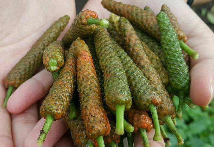 cây tiêu lốp kho cá kho thịt rất ngon