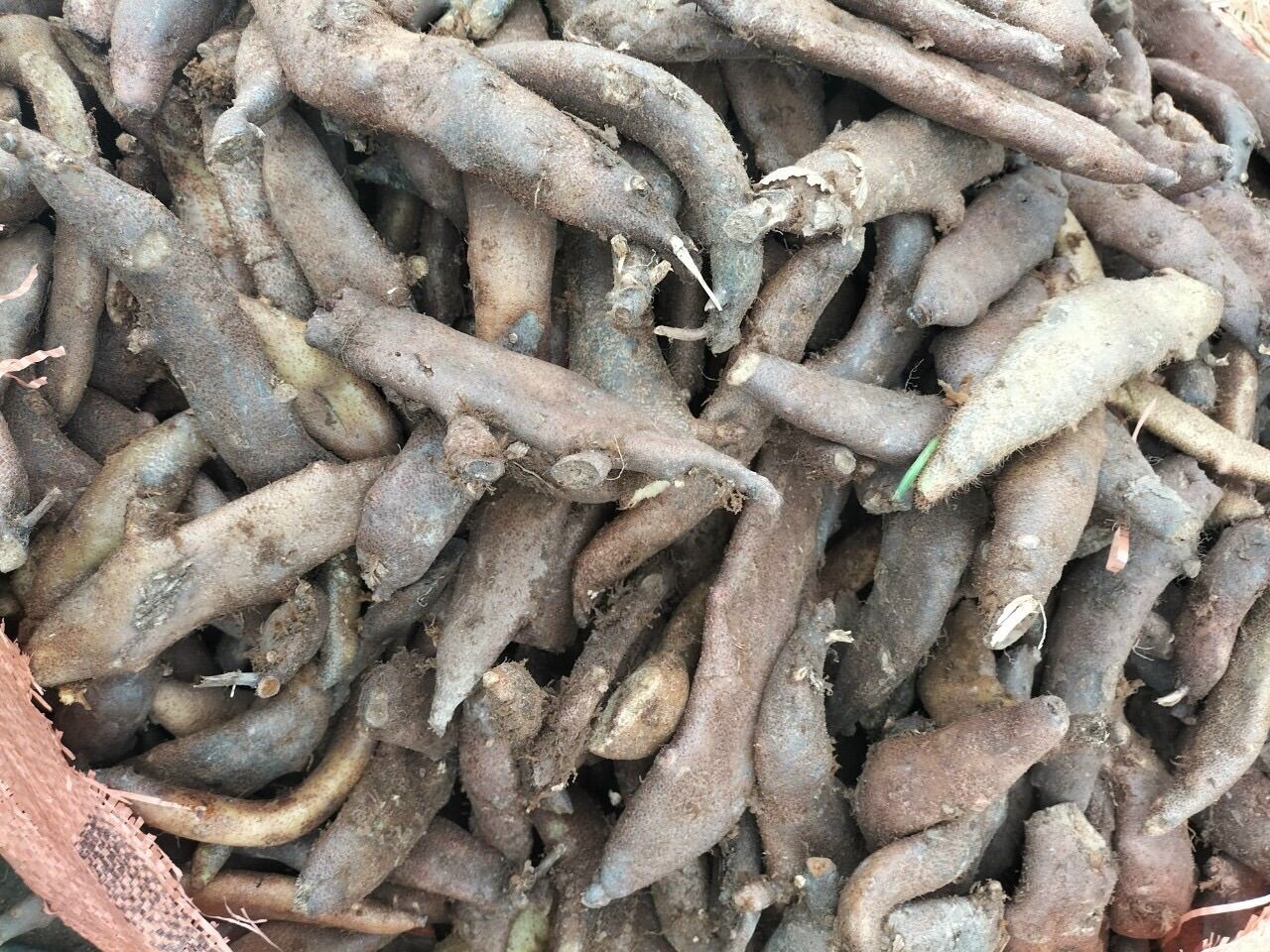 Cốt toái bổ tươi (1kg 50k, shop bán từ 3kg)