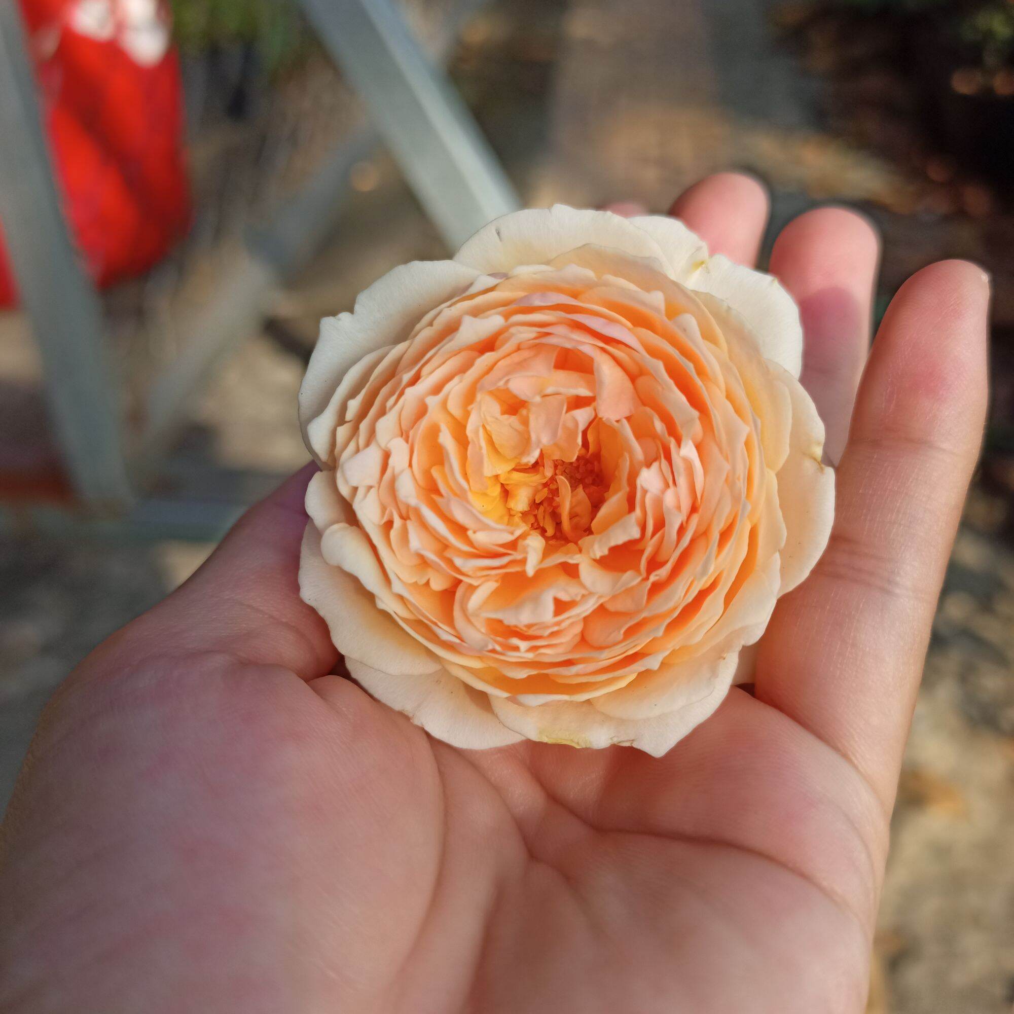 Cây hoa hồng masora cao từ 40cm