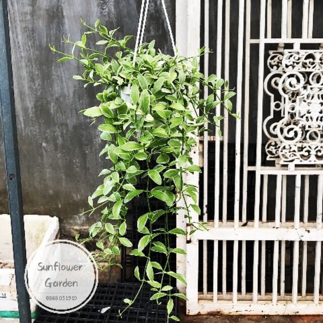 Lan hạt dưa cẩm thạch