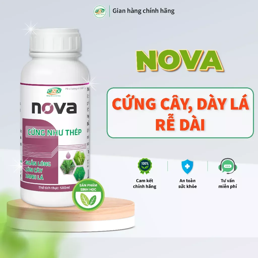 Nova - Cứng cây, dầy lá