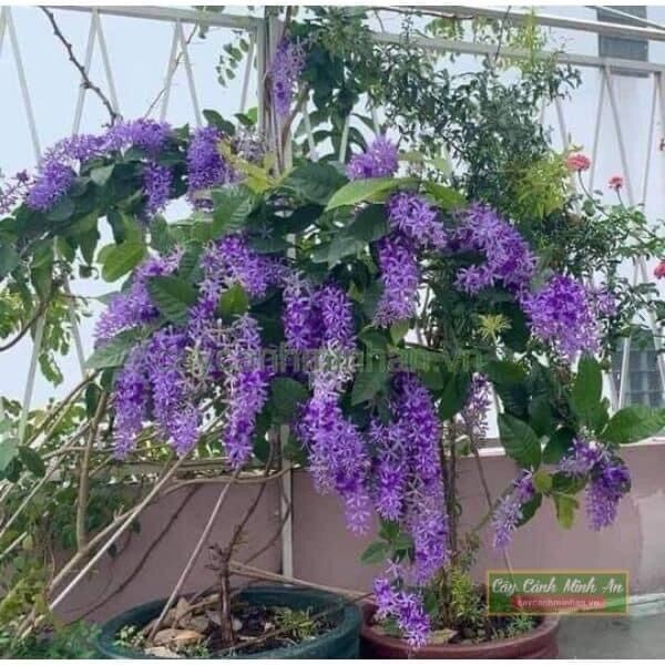 Cây hoa mai xanh thái