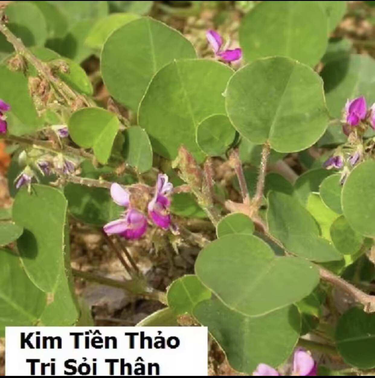 Cây kim tiền Thảo