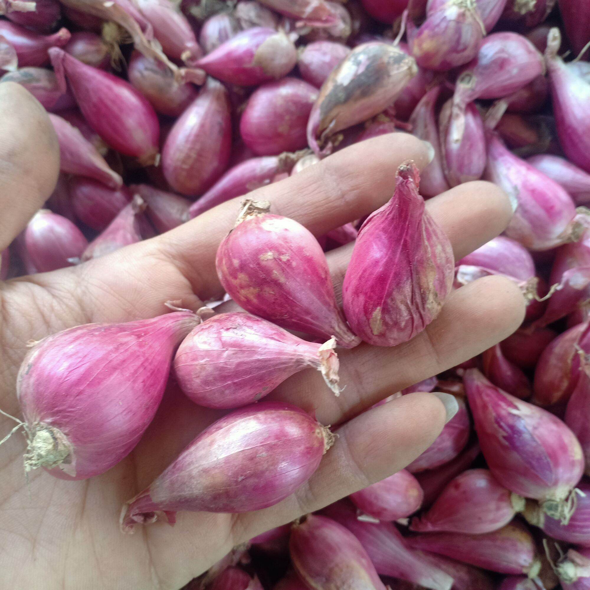 Hành tím Phan Rang trung cồ 1kg
