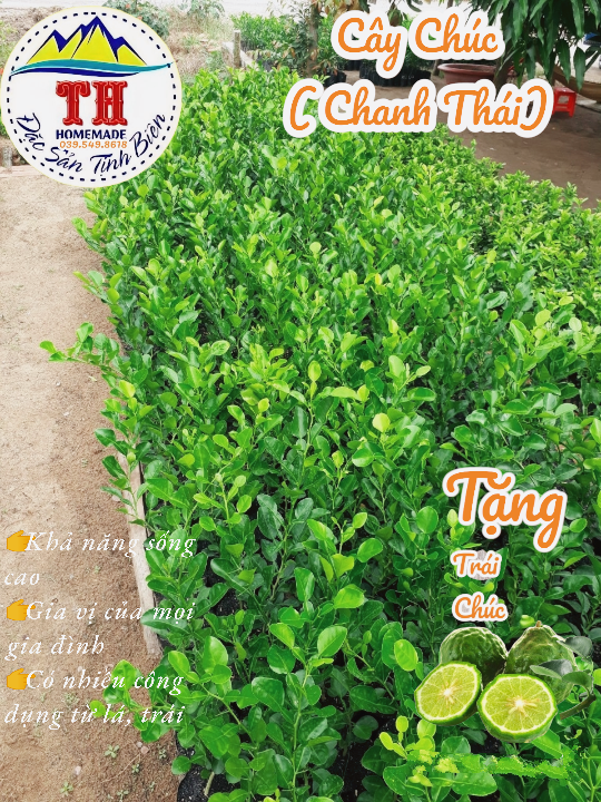 Cây Chúc( Chanh Thái) - An Giang - 30cm