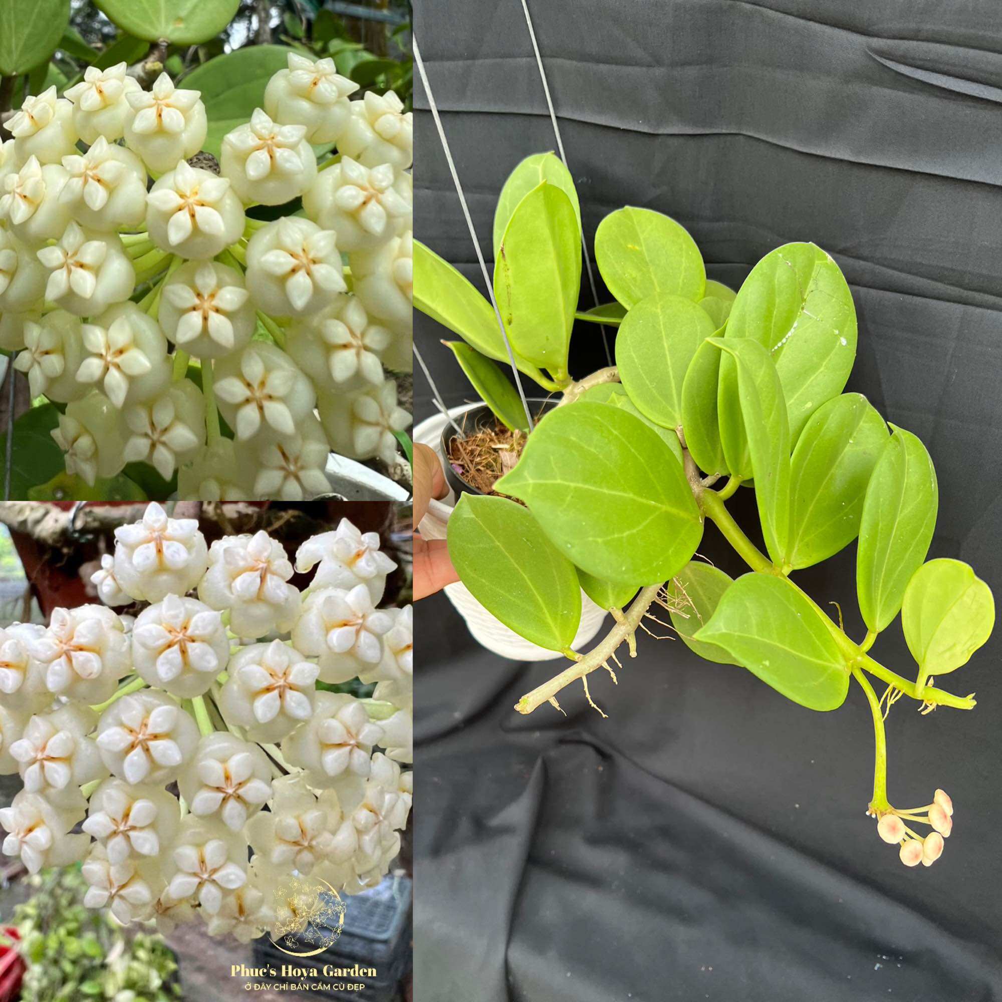 Chậu Cẩm cù Hoya pachyclada white nhiều kích thước