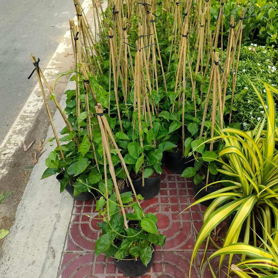 cây thiên lý ..siêu bông