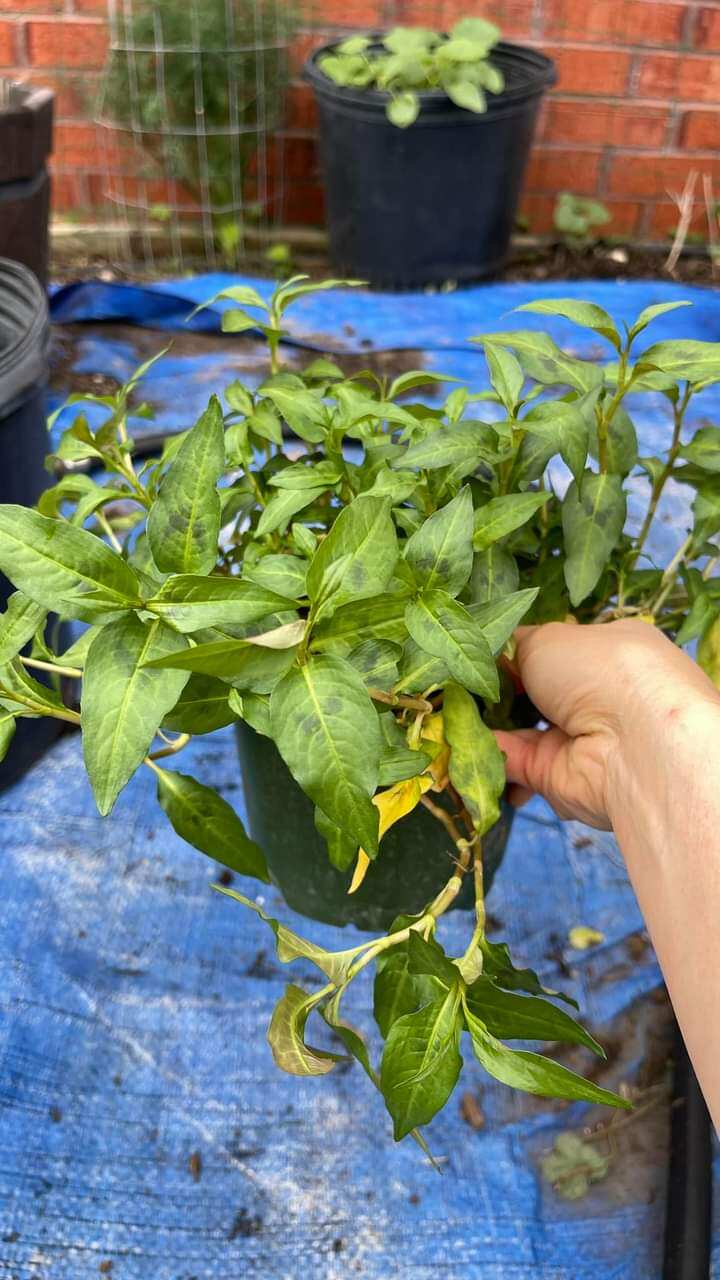 Cây giống rau răm