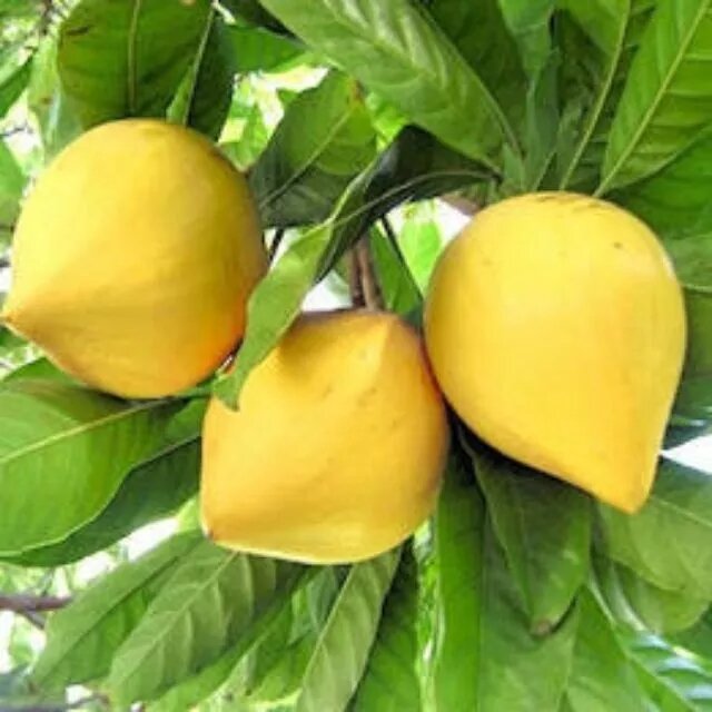 Cây trứng gà, lêkima thái lan ,cây ghép cao 70cm.nhanh cho trái.