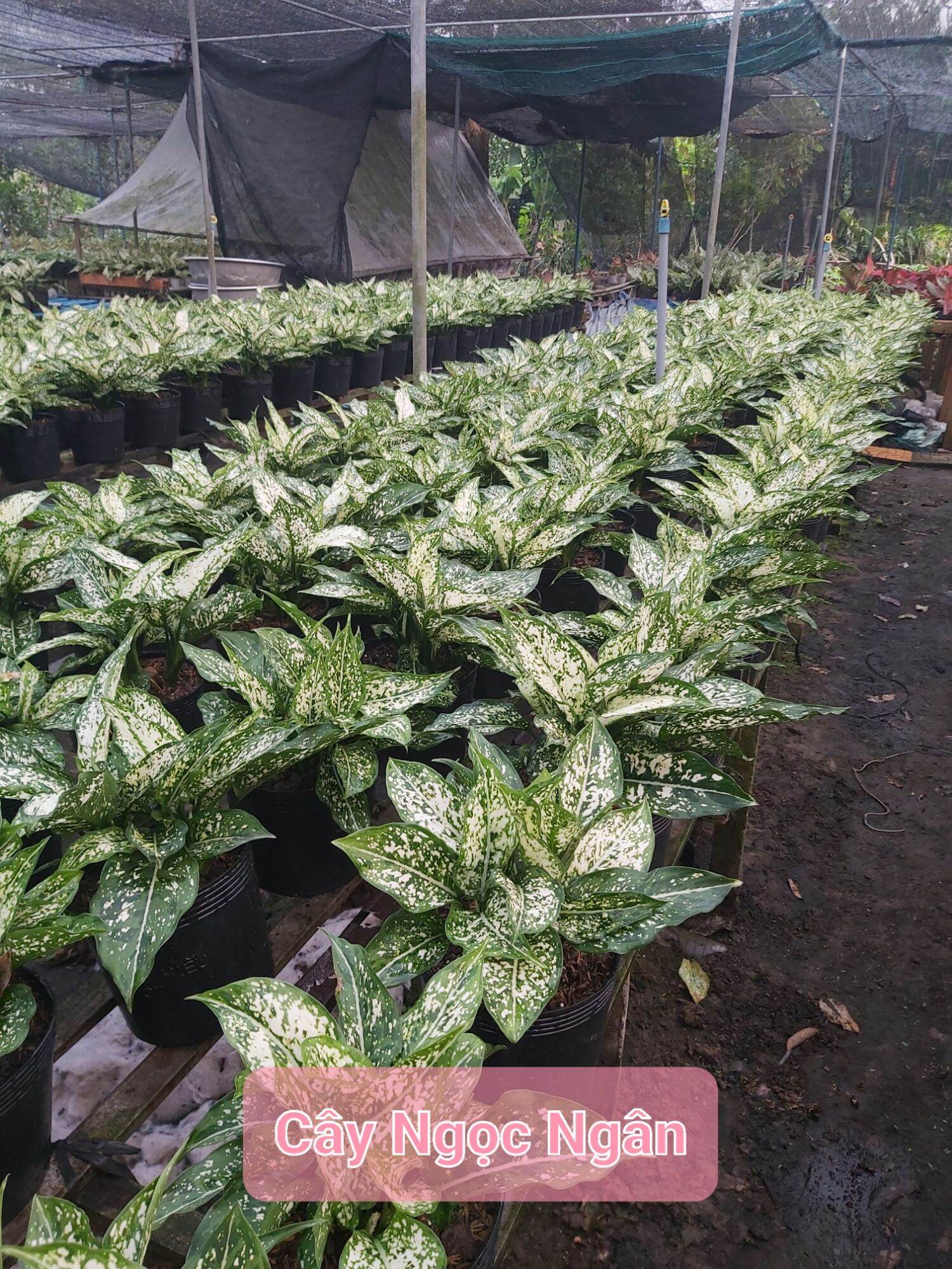 Cây ngọc ngân 3 thân trở lên (ảnh thật)