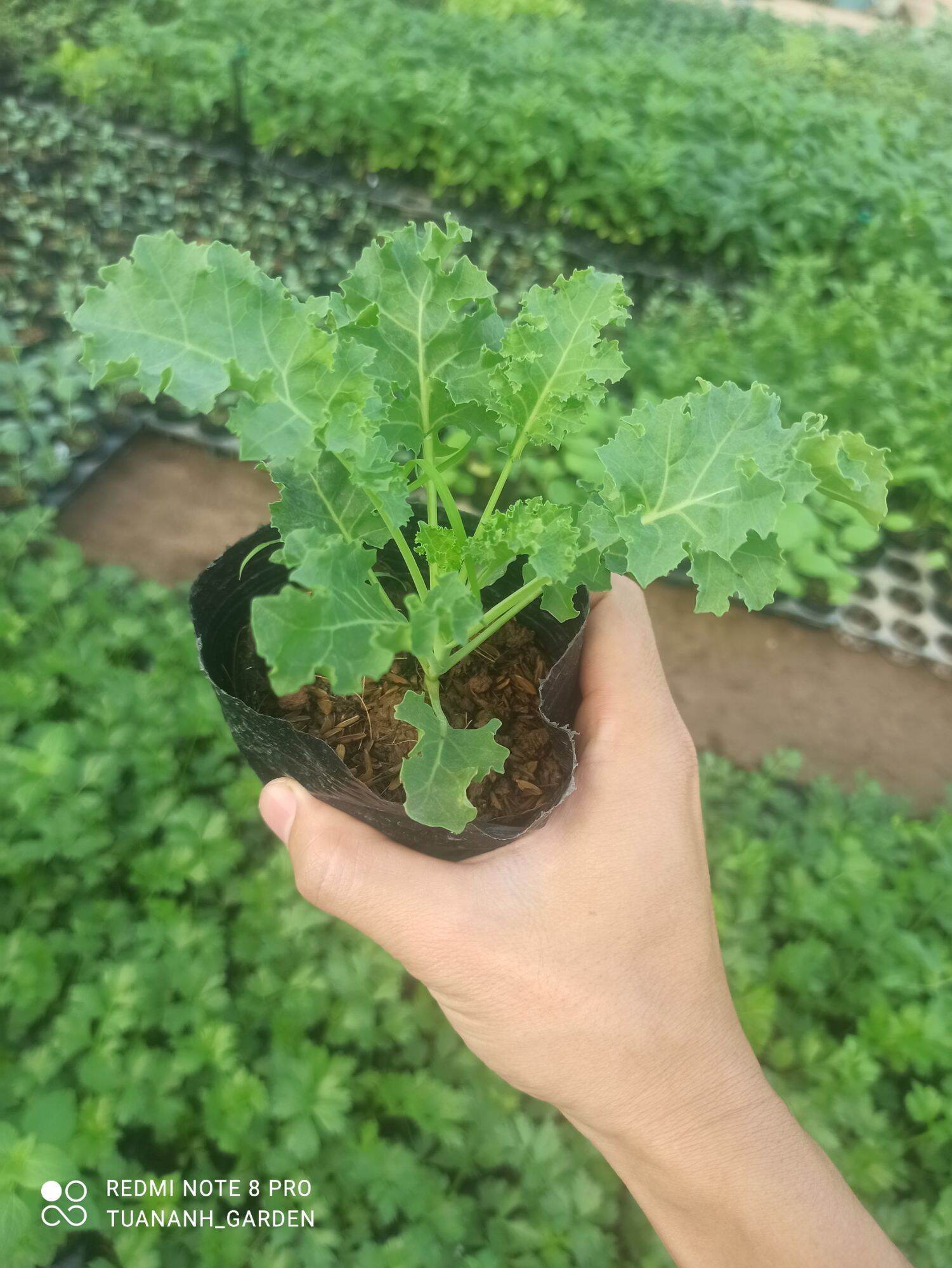 cây cải kale xoăn xanh