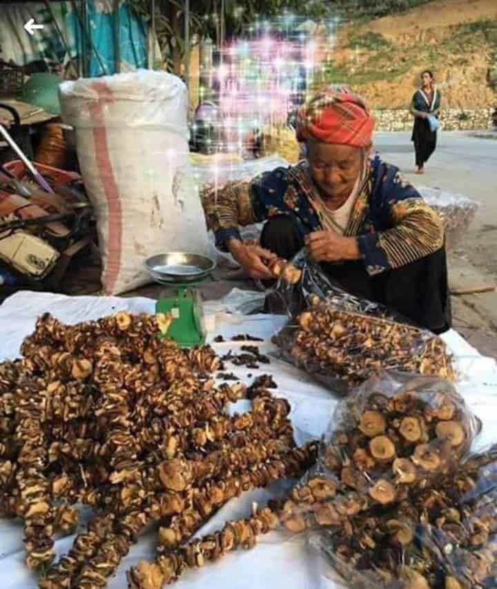 500 gr Nấm Hương Tây Bắc