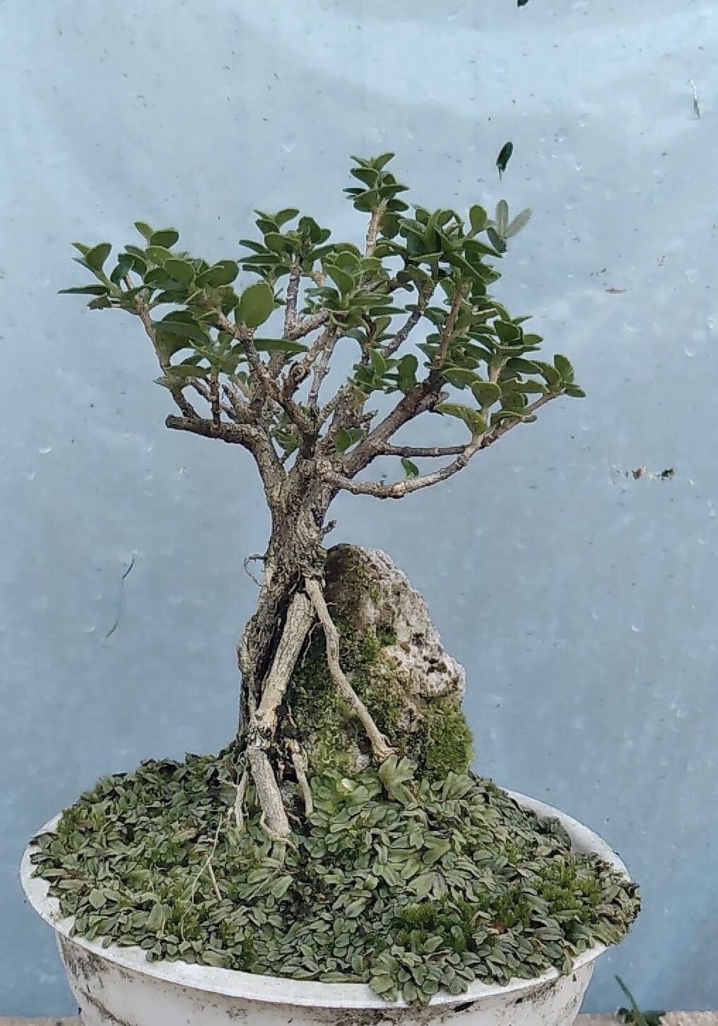 Sam hương ôm đá bonsai mini