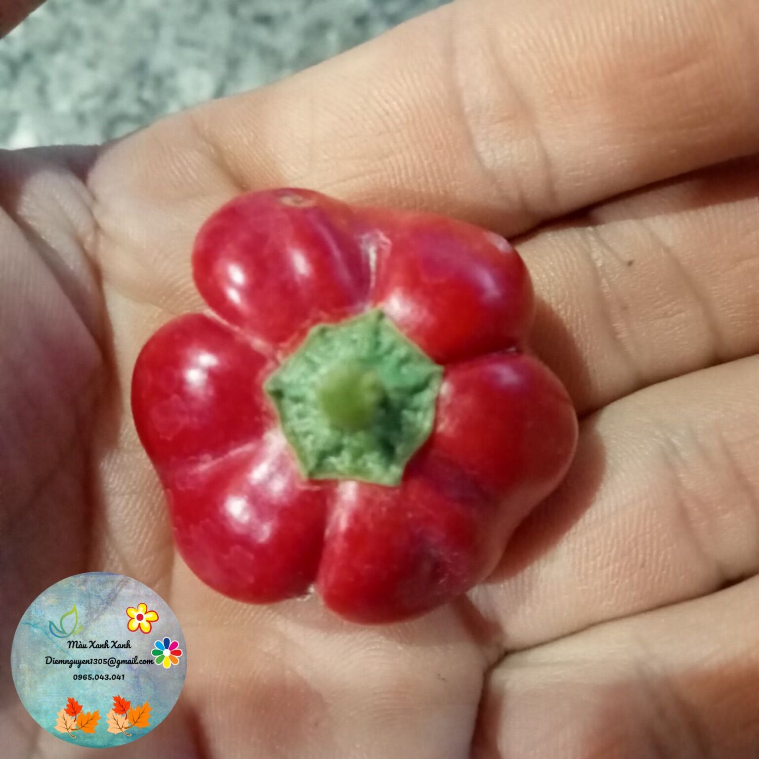 Trái ớt tươi pumpkin 10k/trái.