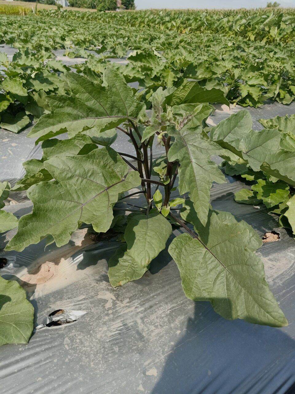[HCM]Viên sủi trichoderma Nanogro ủ phân chuồng phân cá chăm sóc cây trồng