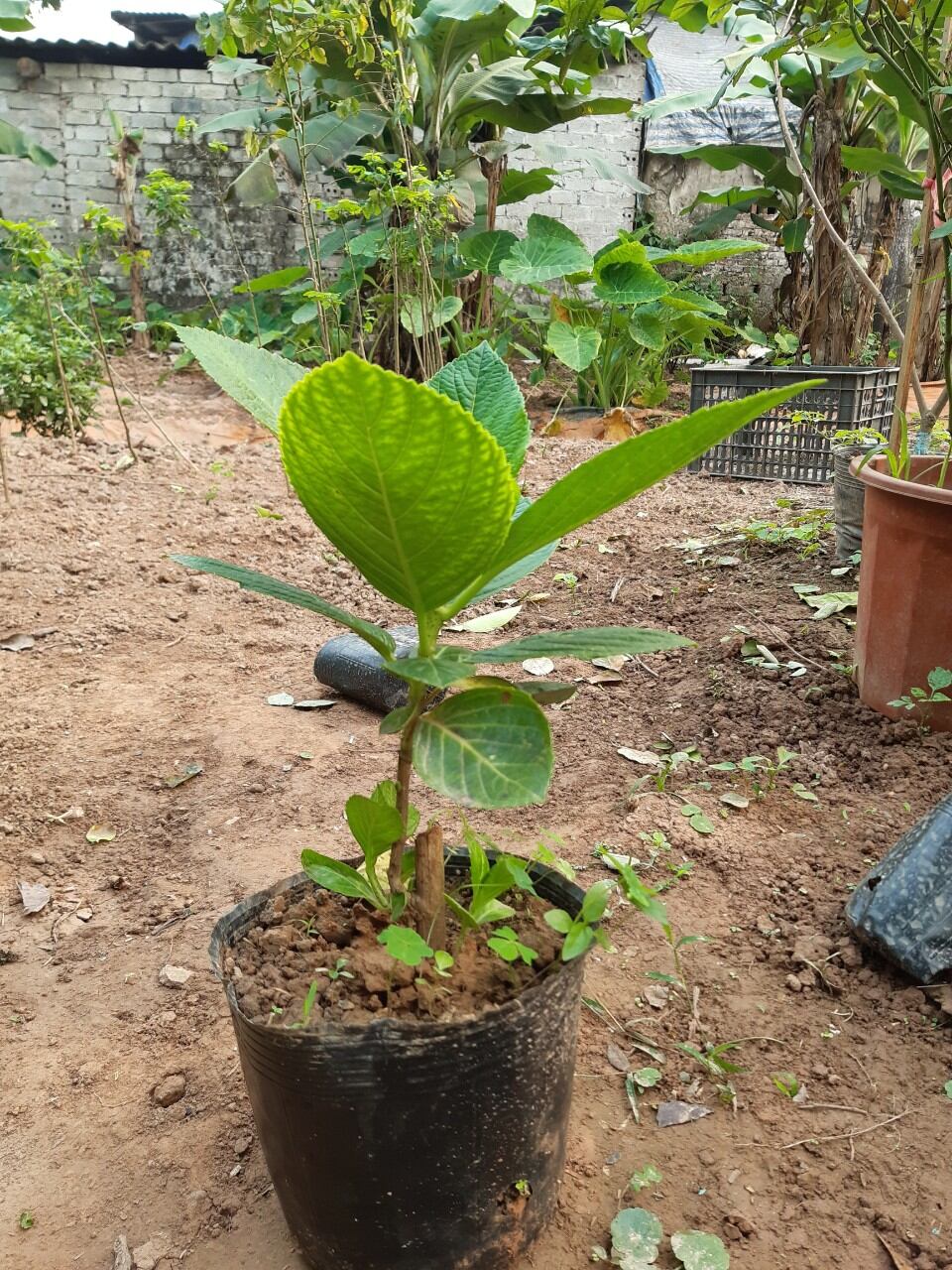 cây cẩm tú cầu bầu như ảnh
