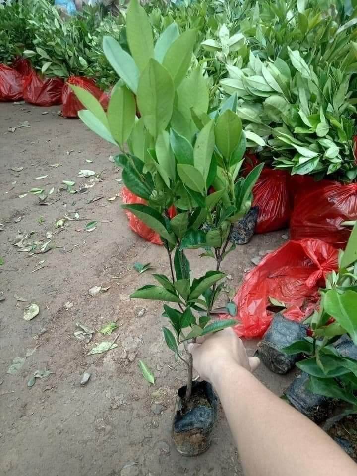 Cây giống cherry Brazil siêu sớm (giao nhanh)