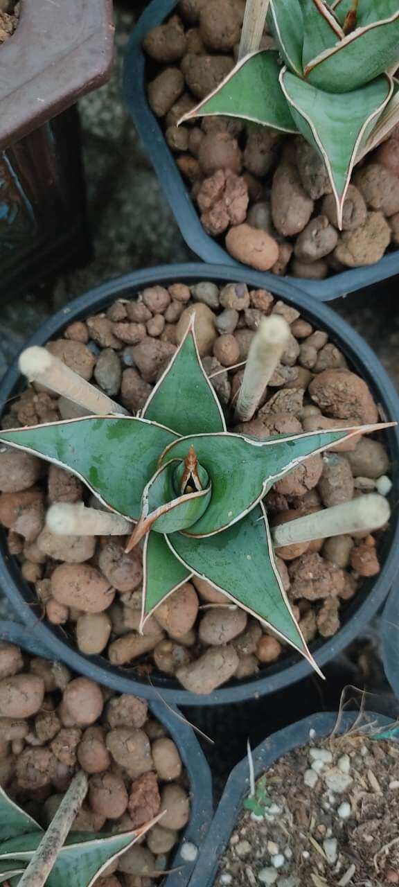 Cây lưỡi hổ lá dày - Sansevieria Pinguicula