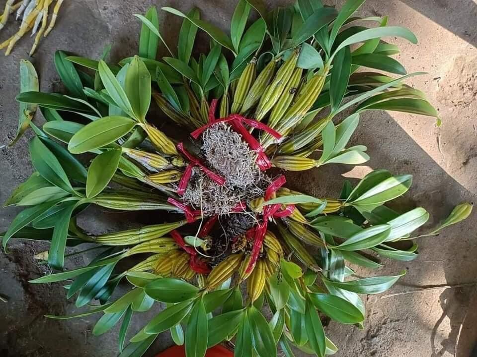 Hoa Lan Sơn thủy tiên (1 bó hình cuối) vv
