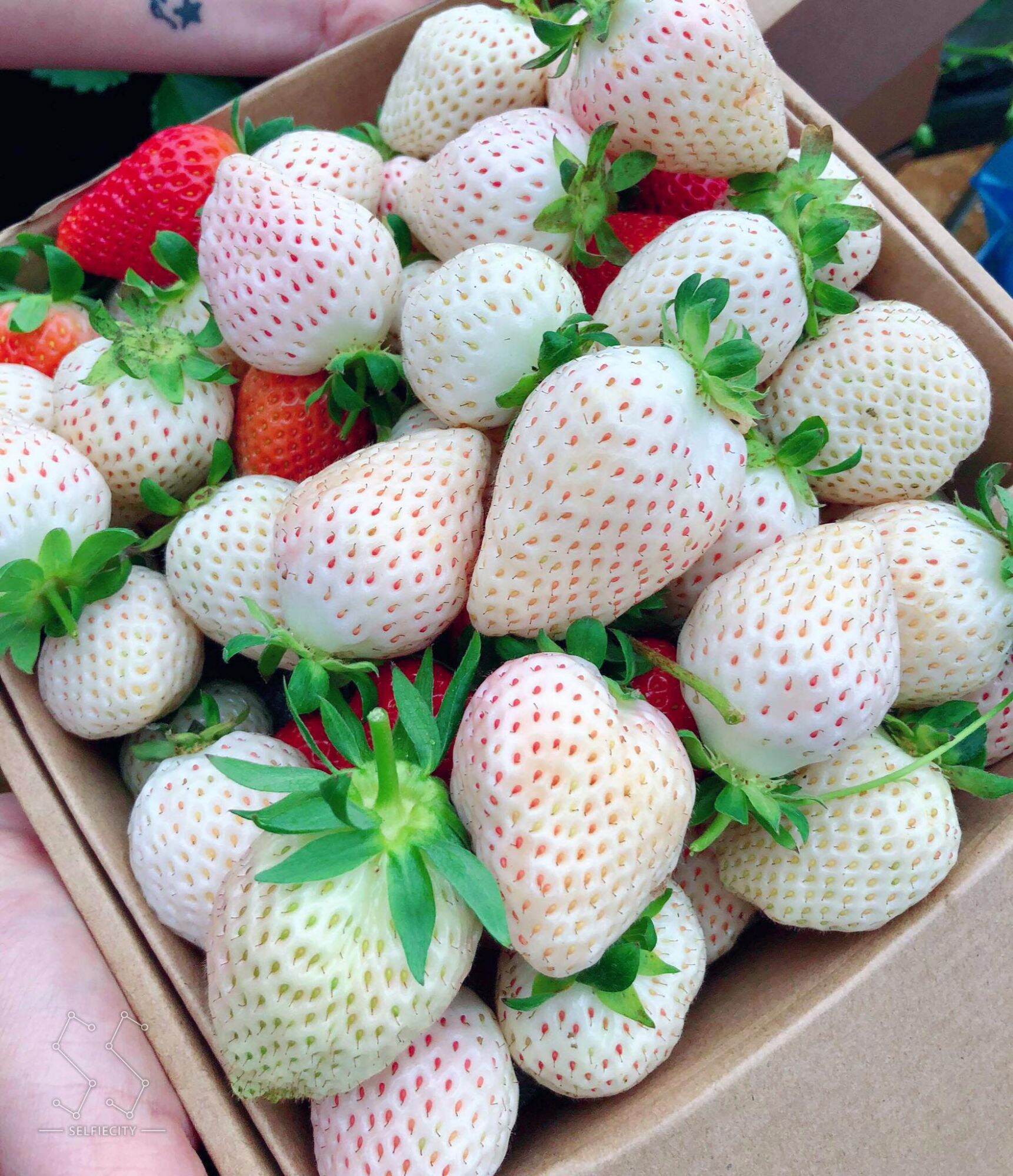 Combo 5 ngó dâu tây Bạch Tuyết