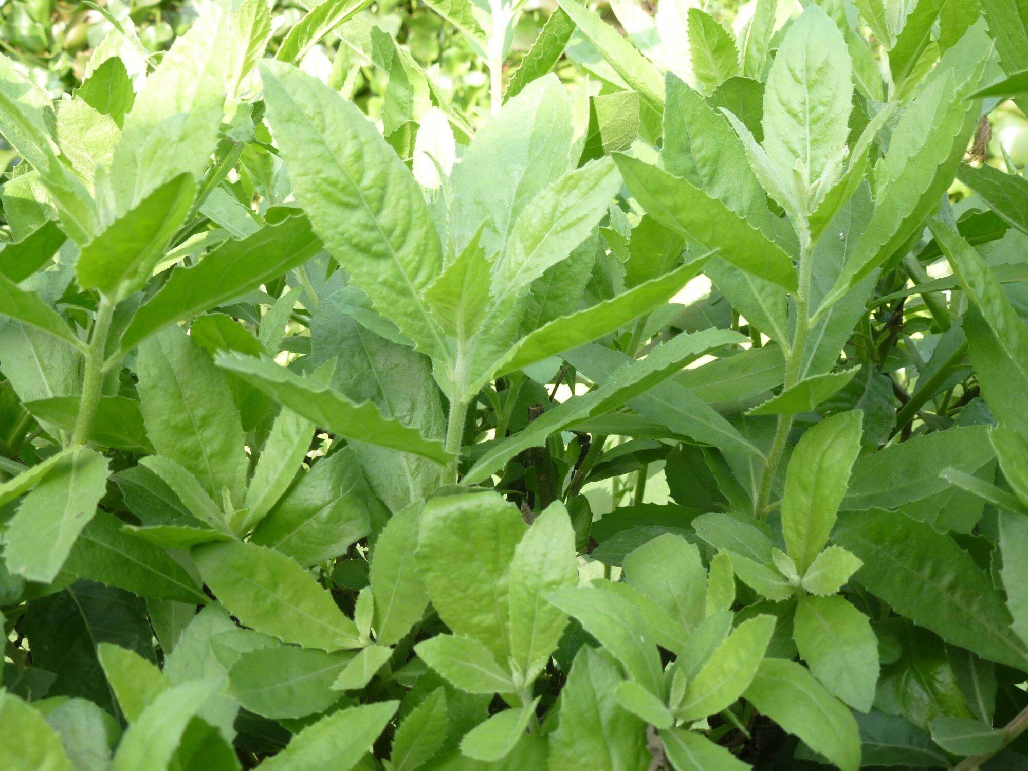 Lá cây cúc tần tươi 1kg