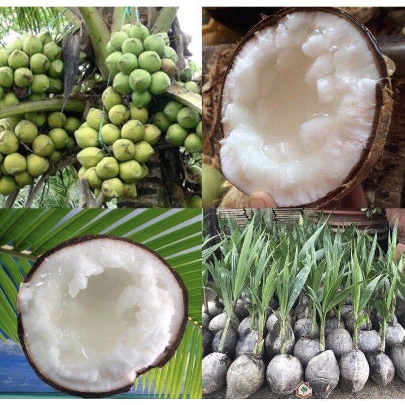 Cây giống dừa sáp, dừa đặc ruột, dừa kem.