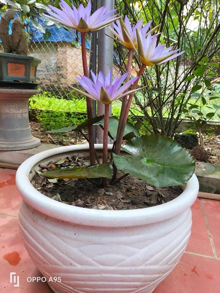 Củ hoa súng cạn chuẩn Tết