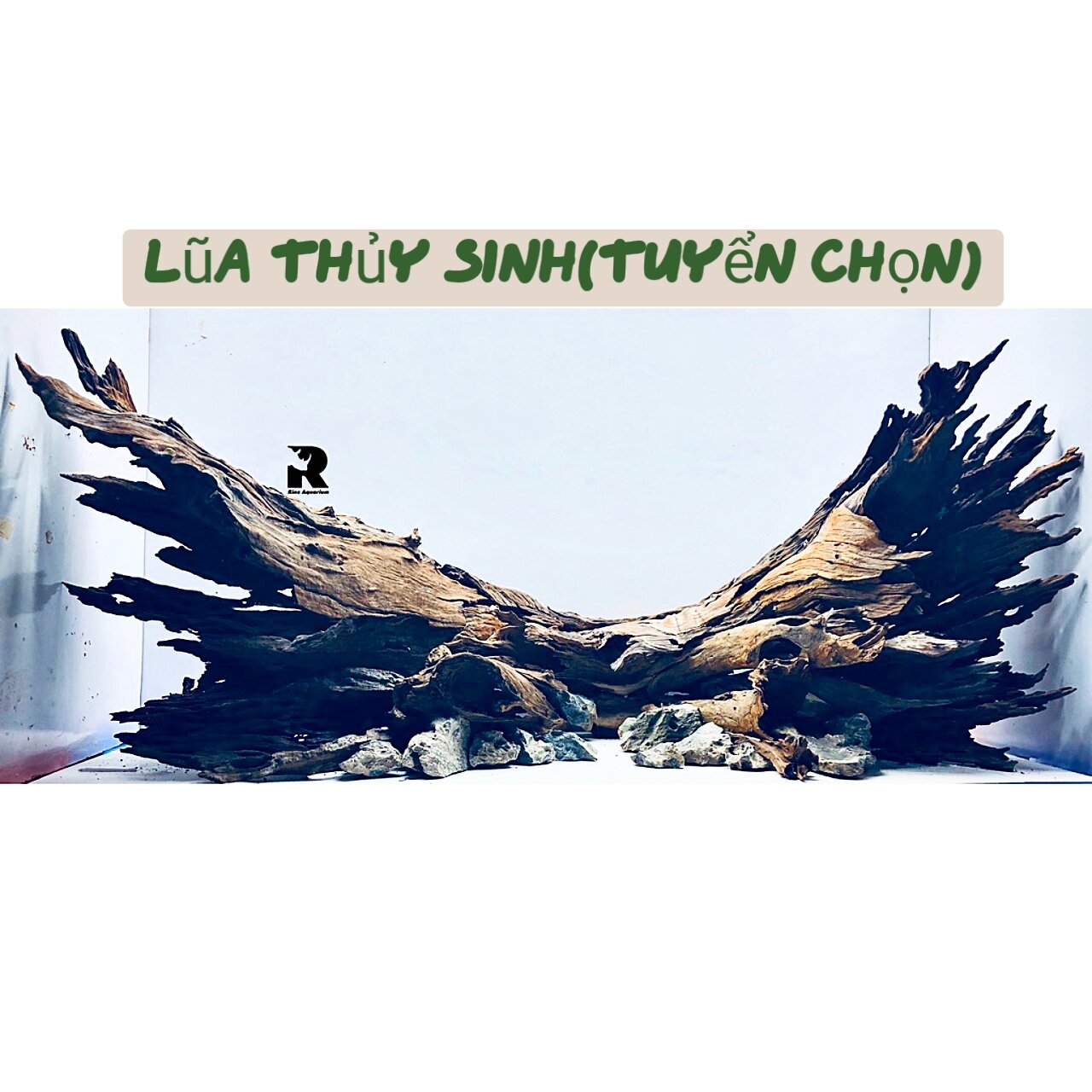 lũa thủy Sinh trang trí bể cá săn mồi cá lóc vây xanh