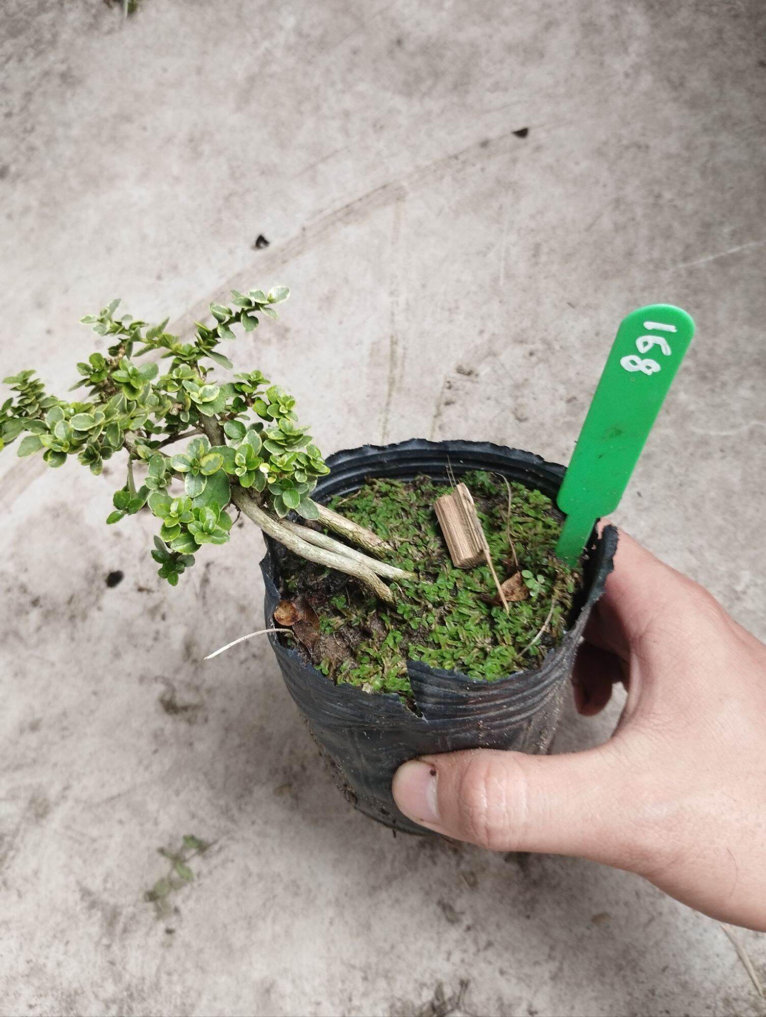 cây Sam hương cẩm thạch mã 70 (có sỉ)