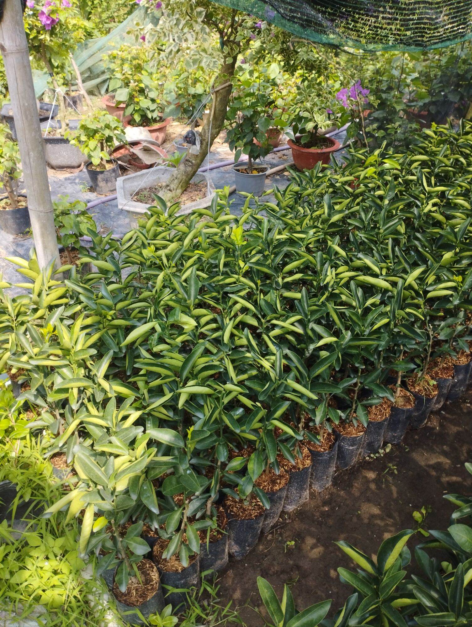 CÂY GIỐNG CAM SÀNH