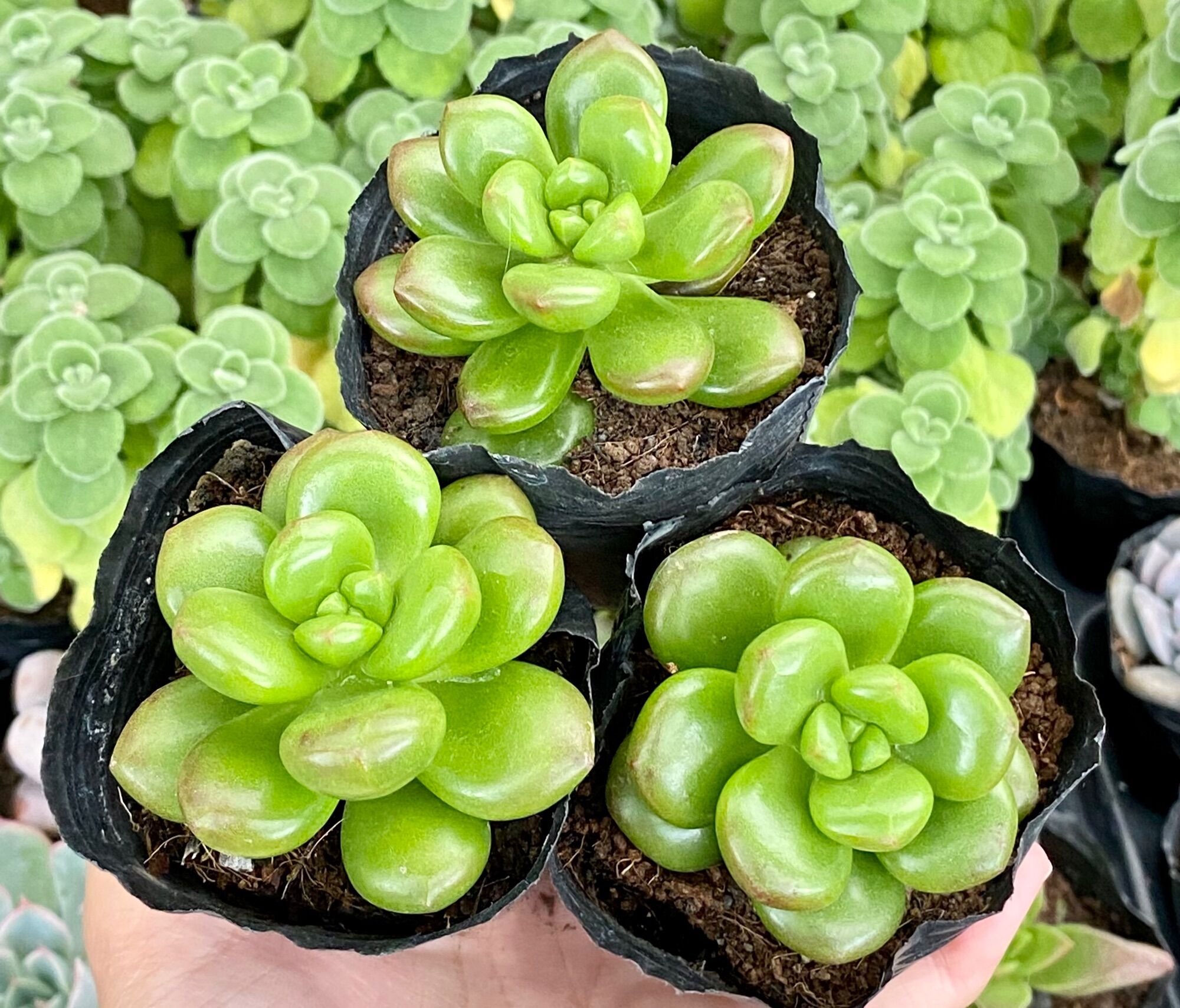 Sen đá sỏi thơm size bầu 5cm hư 1 đổi 1