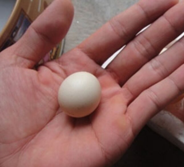 5 Trứng gà tre Tân Châu tặng thêm 1 trứng bao ấp nở