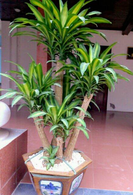 Cây thiết mộc lan ( lưu ý cây gửi hình 2, 3, trượt qua phải để xem)