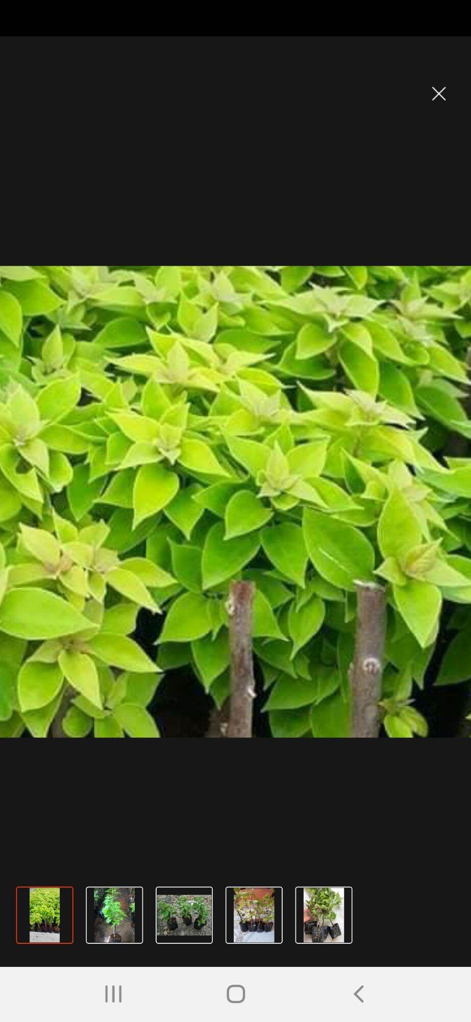 Cây hoa giấy