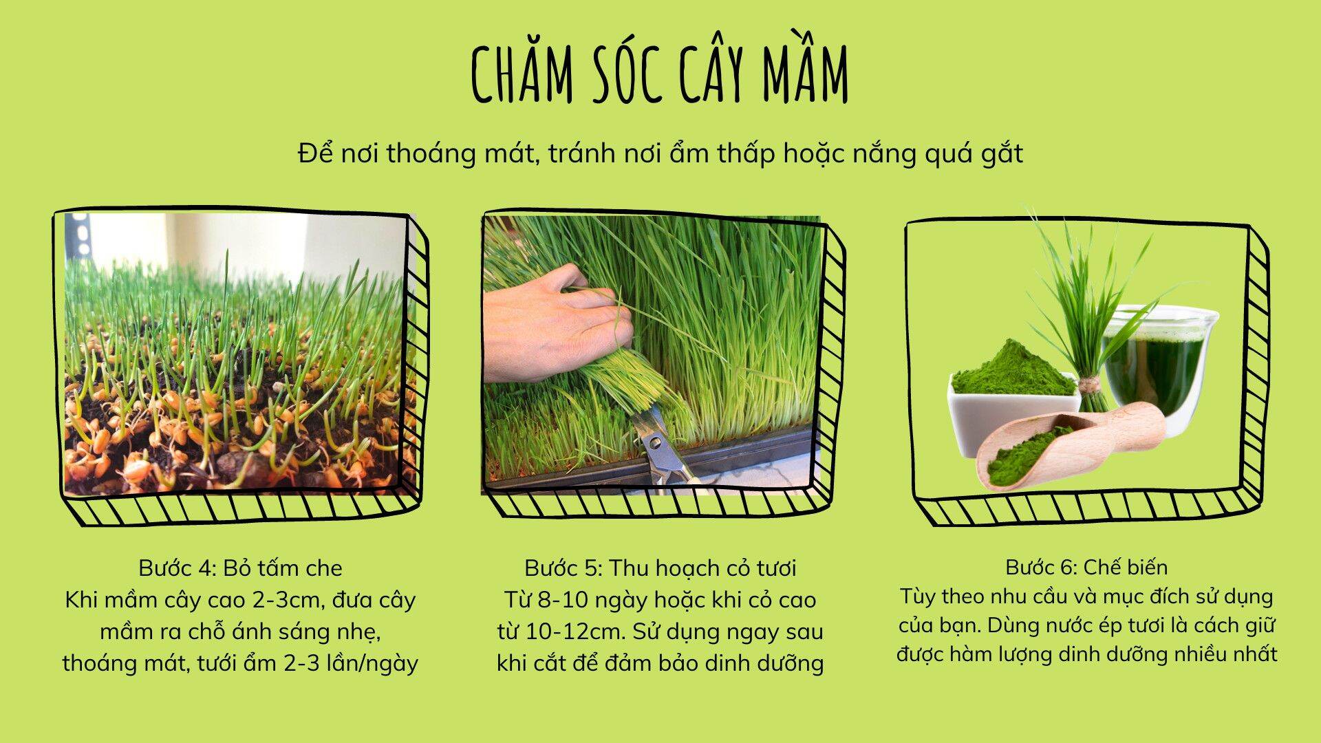 1KG Hạt giống CỎ LÚA MÌ Khải Minh Organic