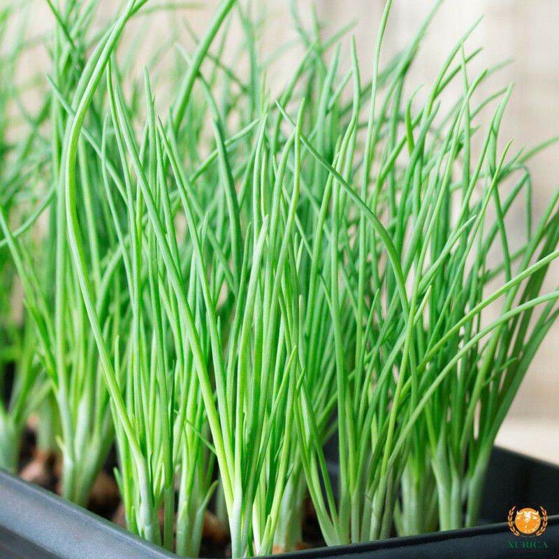 Hạt giống hành lá , hành hương