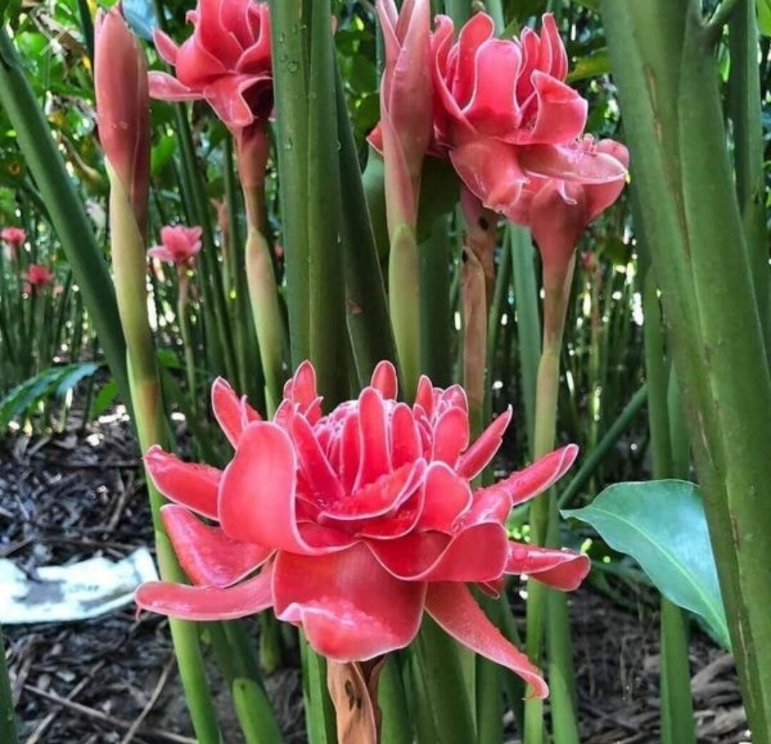 Củ cây sen đa lộc ( sen đất )
