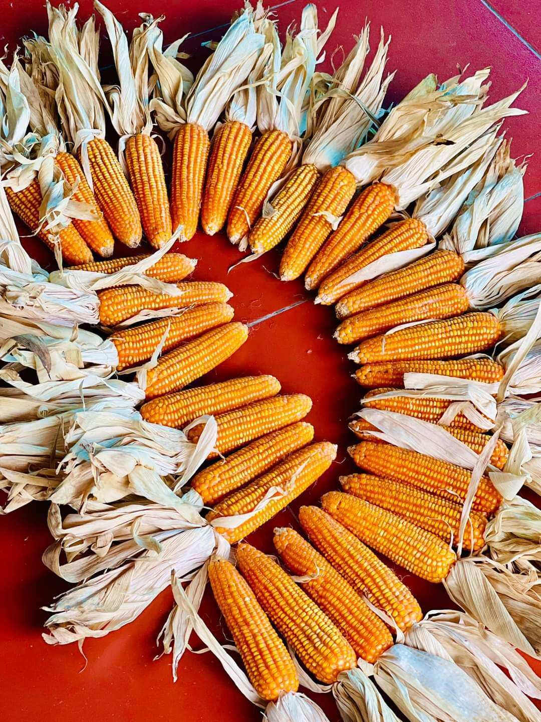 Bắp ngô