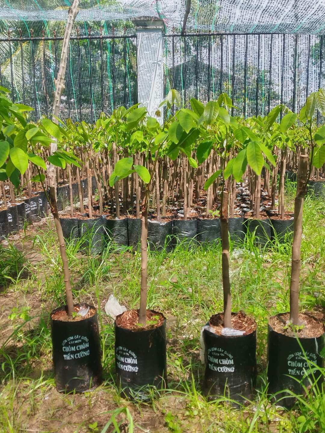 Cây chôm chôm tiến cường