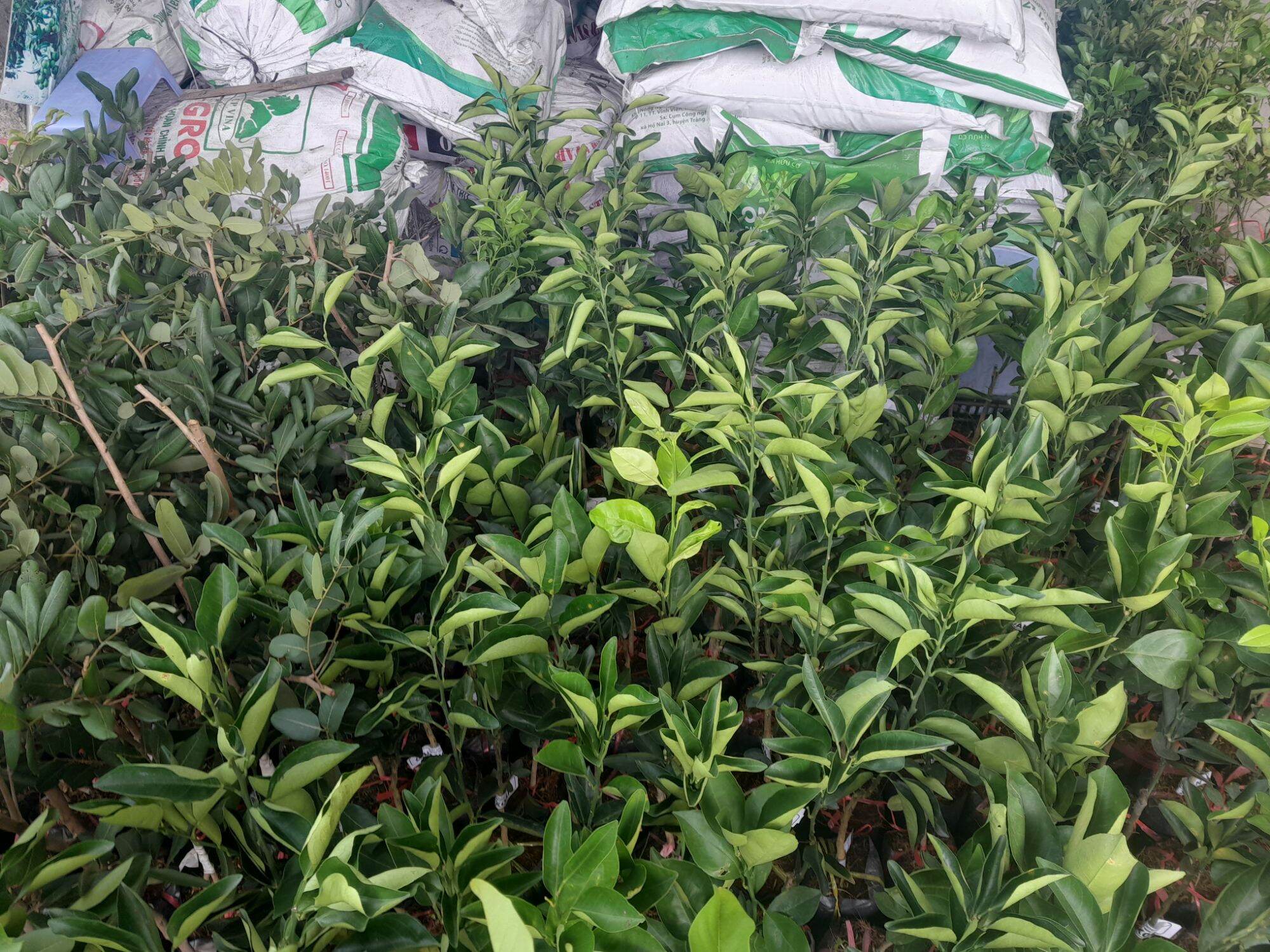 CÂY GIỐNG CAM XOÀN