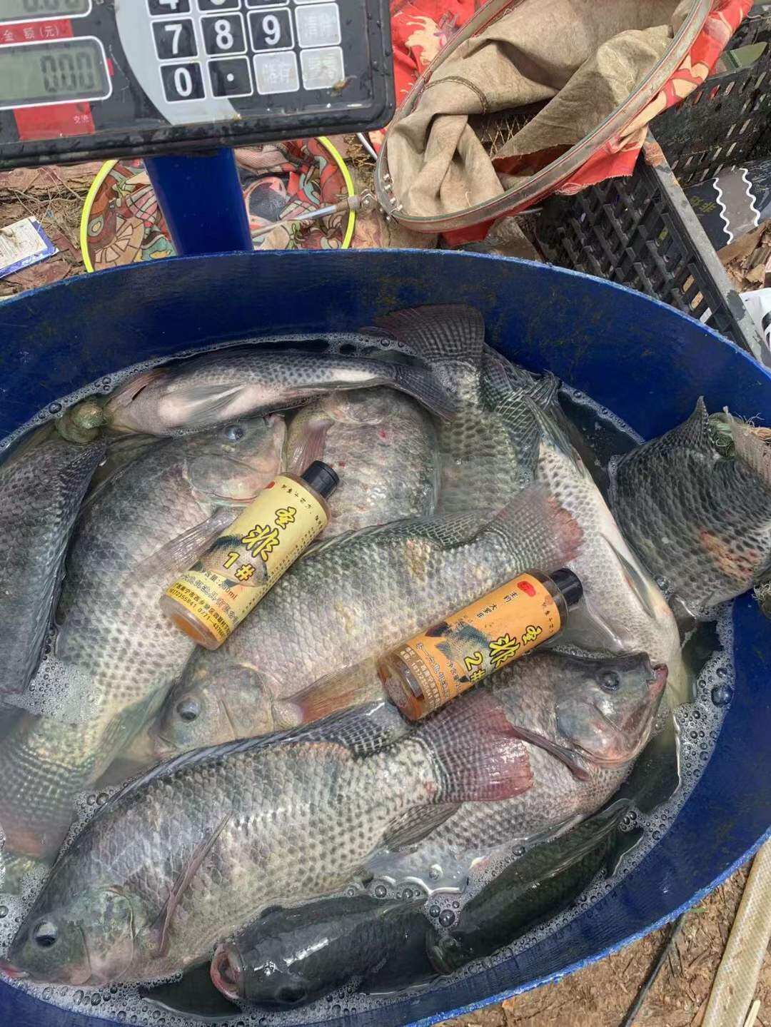 Bộ Hương Liệu Đặc Biệt Chuyên Rô Phi