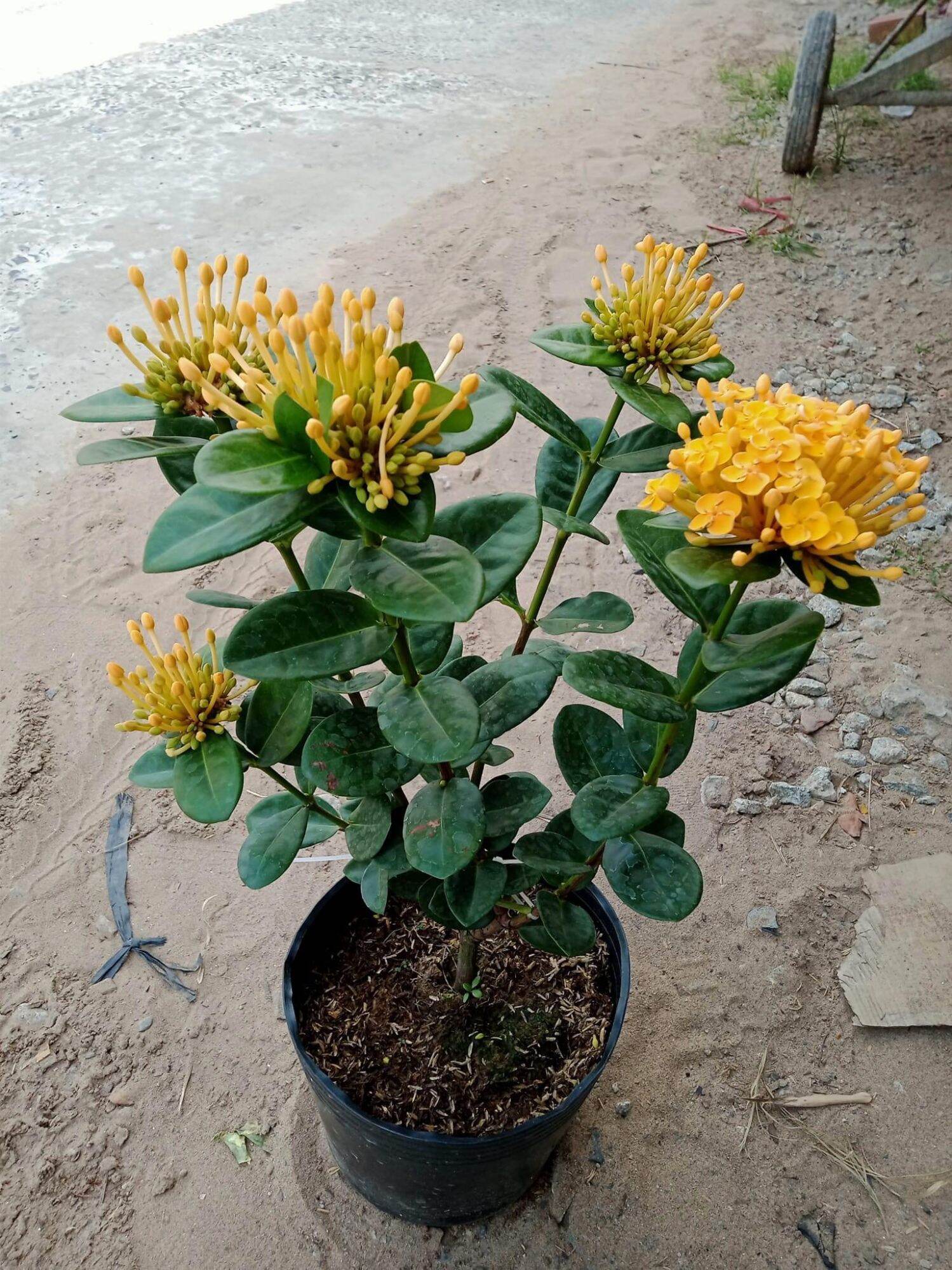 Cây phụng hoàng kim lớn