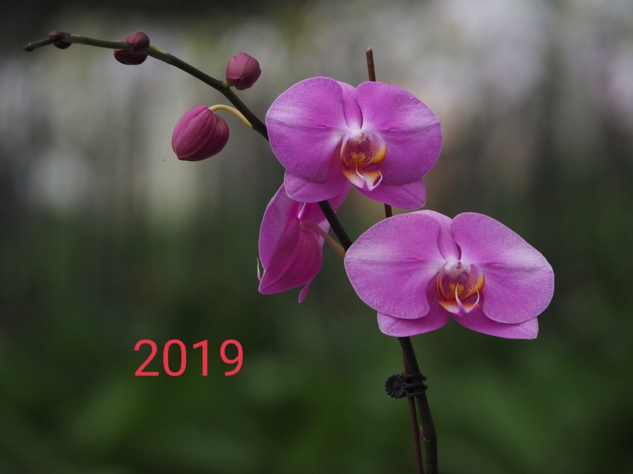 Hồ điệp giống cốc 2.5 đài loan màu 2019