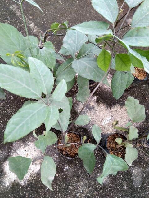 cây lằng, cây lá đắng thanh hóa cao 30cm.