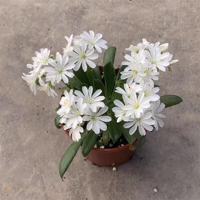 Củ hoa lộ vy sỉ 4k(set 5 củ)