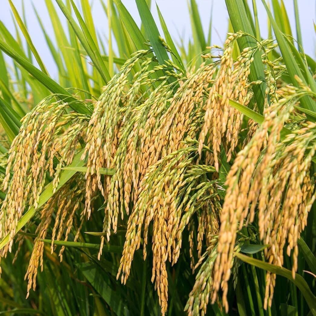 Hợp Trí HK 7-5-44 gói 250g (combo 4 gói 7.5.44 250gr)