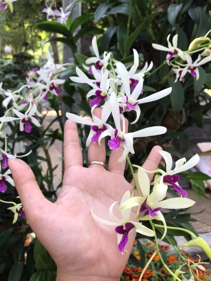 Lan dendro nắng thơm bà liễu - cây con