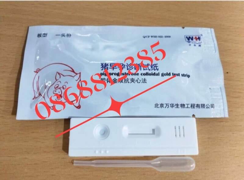5 que thử thai heo - 0868812385