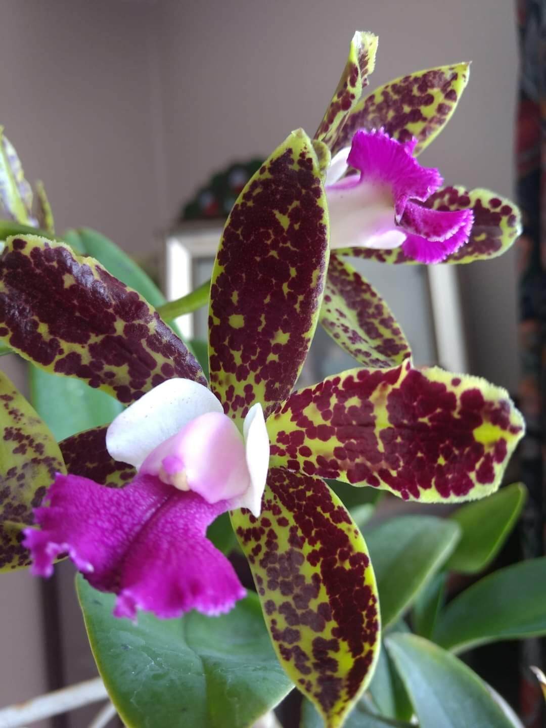 Hoa lan Cattleya Cẩm Báo cây trưởng thành sắp hoa